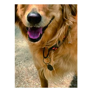 BioSignature Pet Tags Photo 2