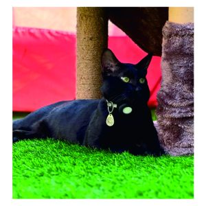 BioSignature Pet Tags Photo 3
